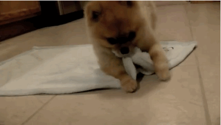 A cute puppy as an apology for bad news