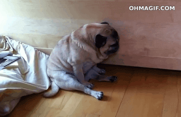 A tired puppy struggling to stay awake